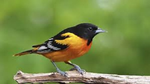 PAJAROS EXOTICOS